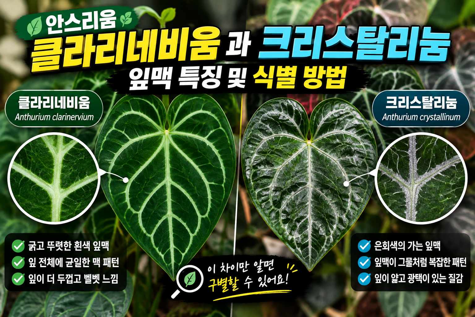 안스리움 잎맥 비교 가이드 썸네일
