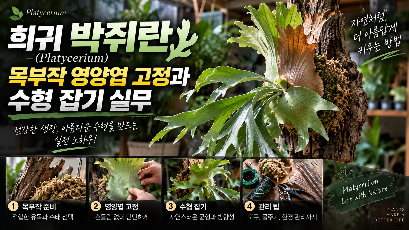 희귀 박쥐란 목부작 실무에 대한 썸네일