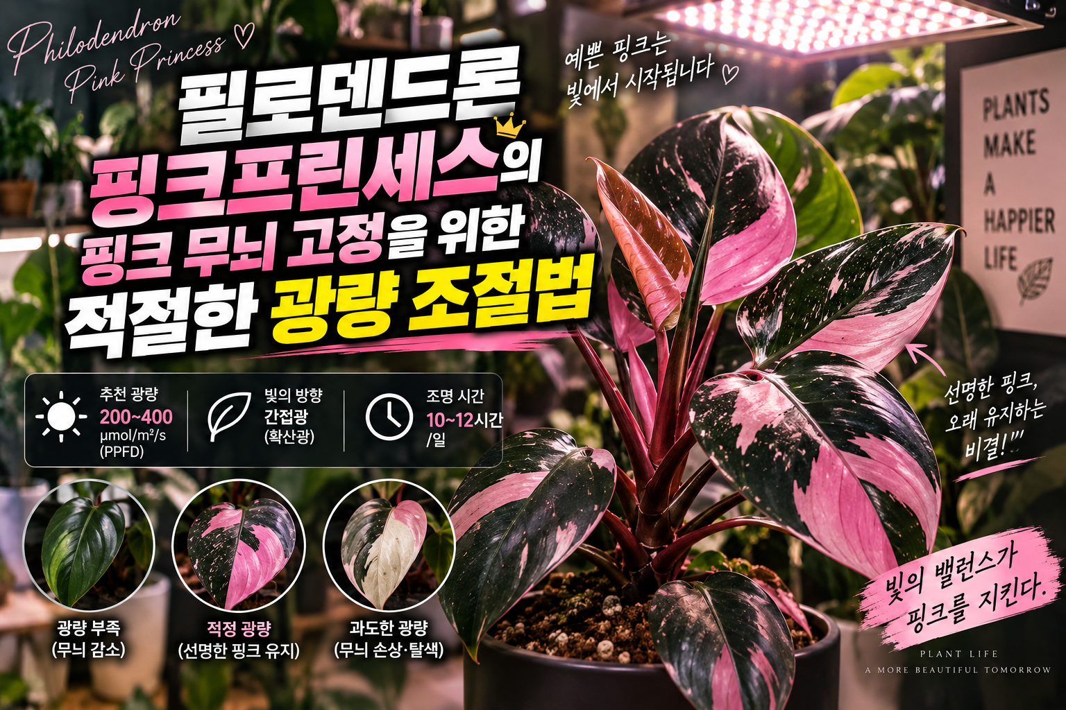 필로덴드론 핑크프린세스에 대한 썸네일