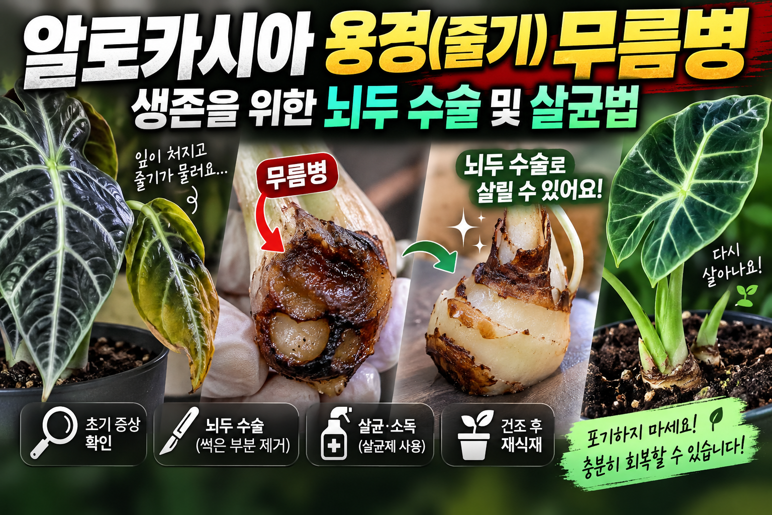 알로카시아 무름병에 대한 썸네일