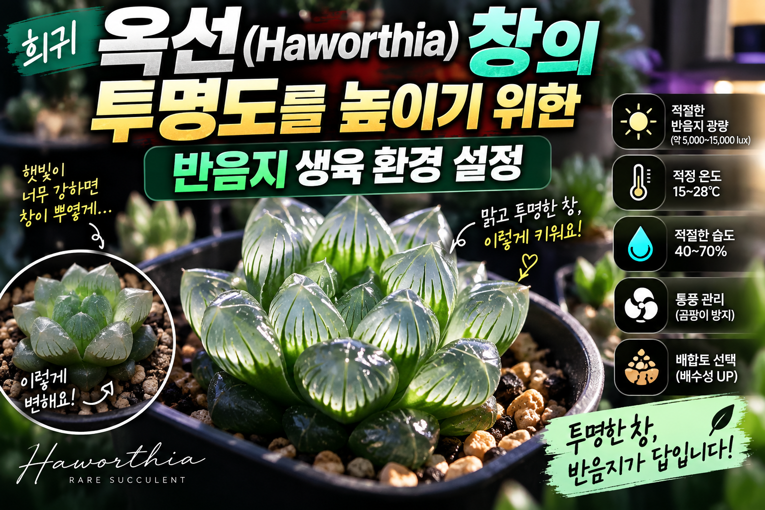 옥선 하월시아 반음지 관리법에 대한 썸네일