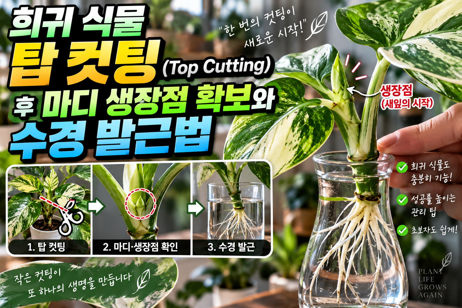 희귀식물 탑 컷팅 수경 발근법에 대한 썸네일