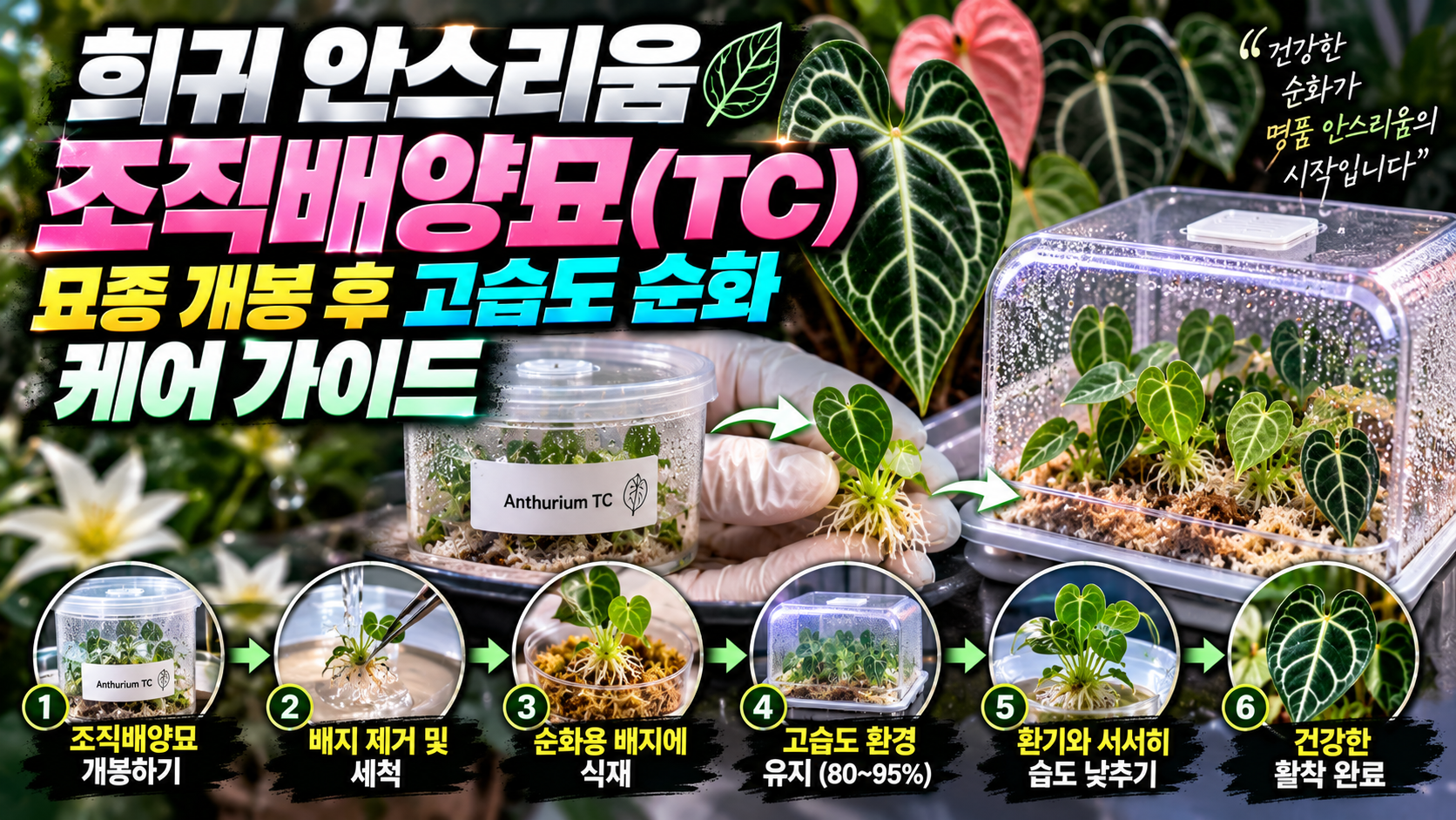 희귀안스러움 조직배양묘에 대한 썸네일