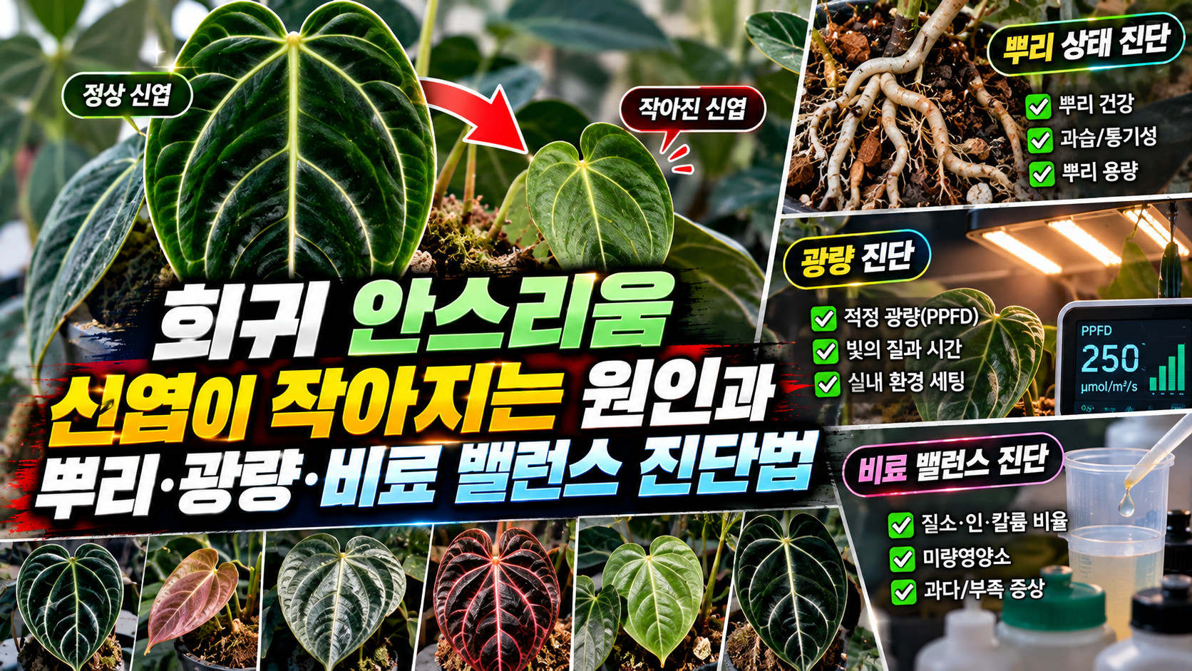 희귀 안스러움 신엽이 작아지는 원인에 대한 썸네일