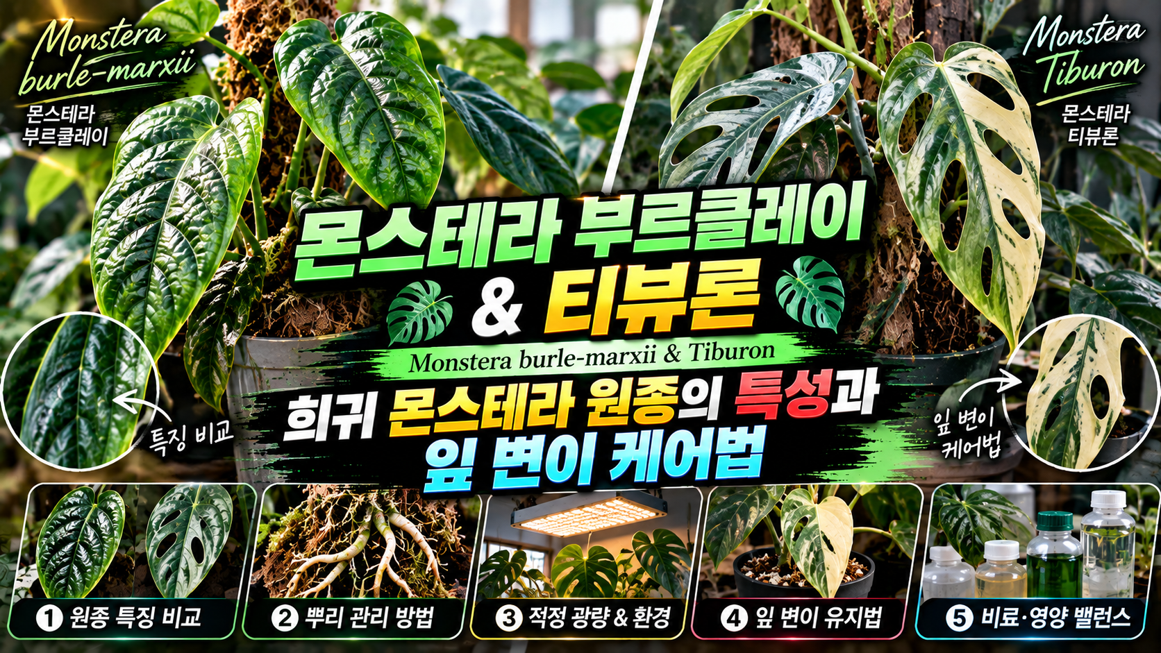 몬스테라 부르클레이에 대한 썸네일