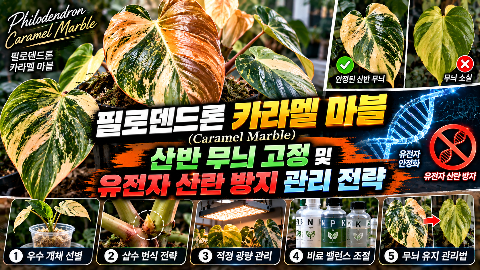 필로덴드론 카라멜 마블에 대한 썸네일