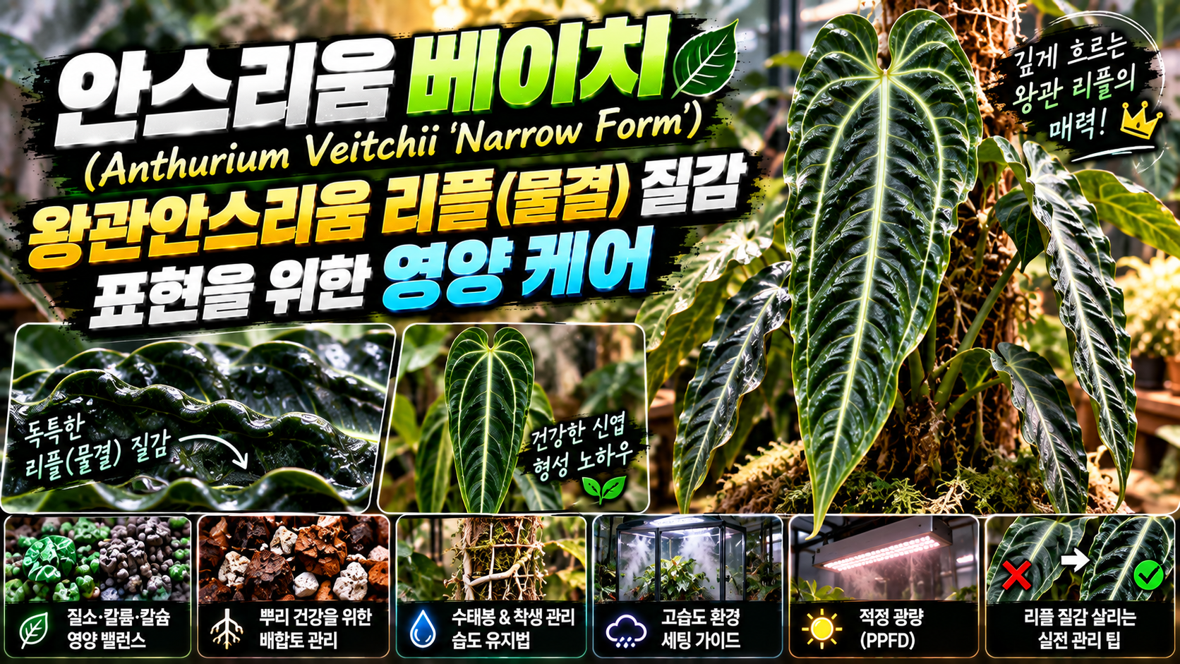 안스리움 베이치에 대한 썸네일