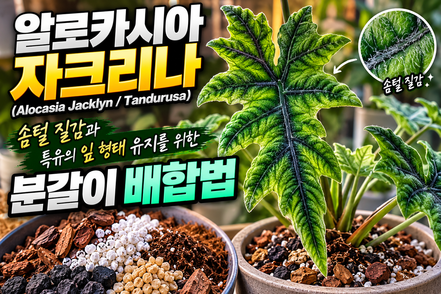 알로카시아 자크리나에 대한 썸네일
