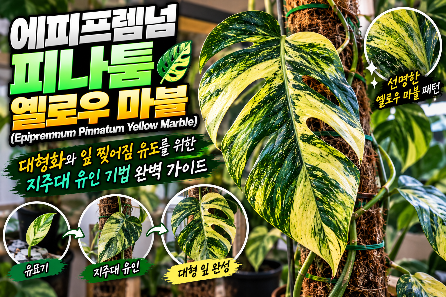 에피프렘넘 피나툼 옐로우 마블에 대한 썸네일