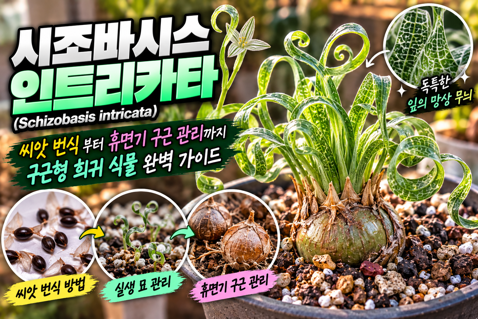 시나조바시스 인트리카타에 대한 썸네일