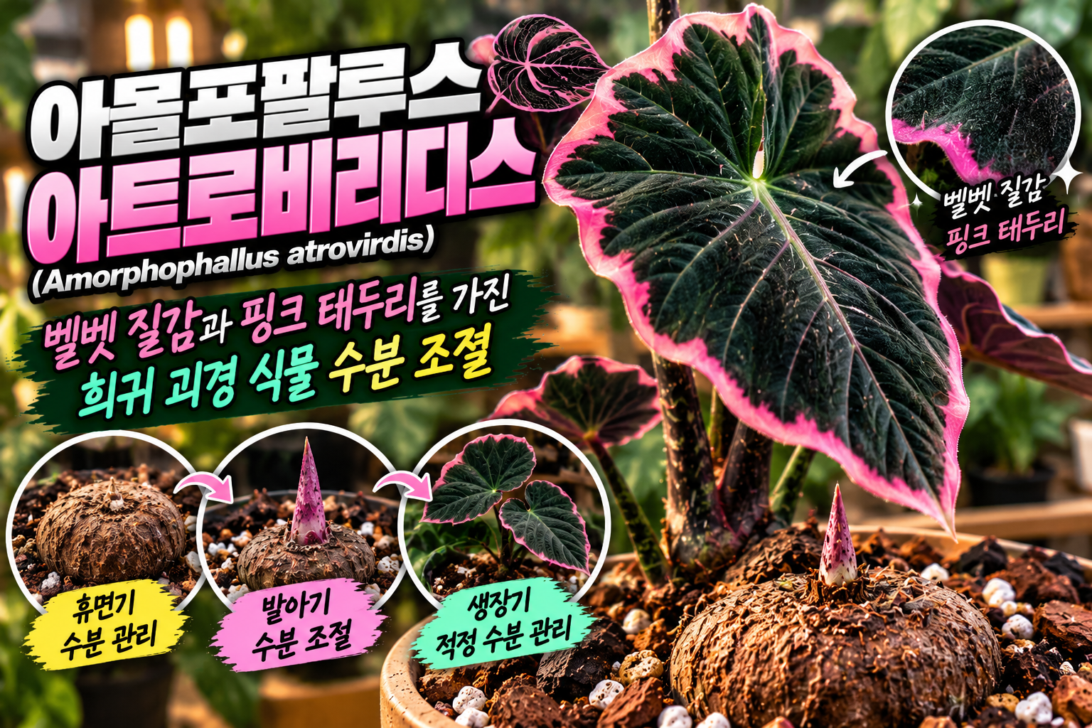 아몰포팔루스 아트로비리디스에 대한 썸네일