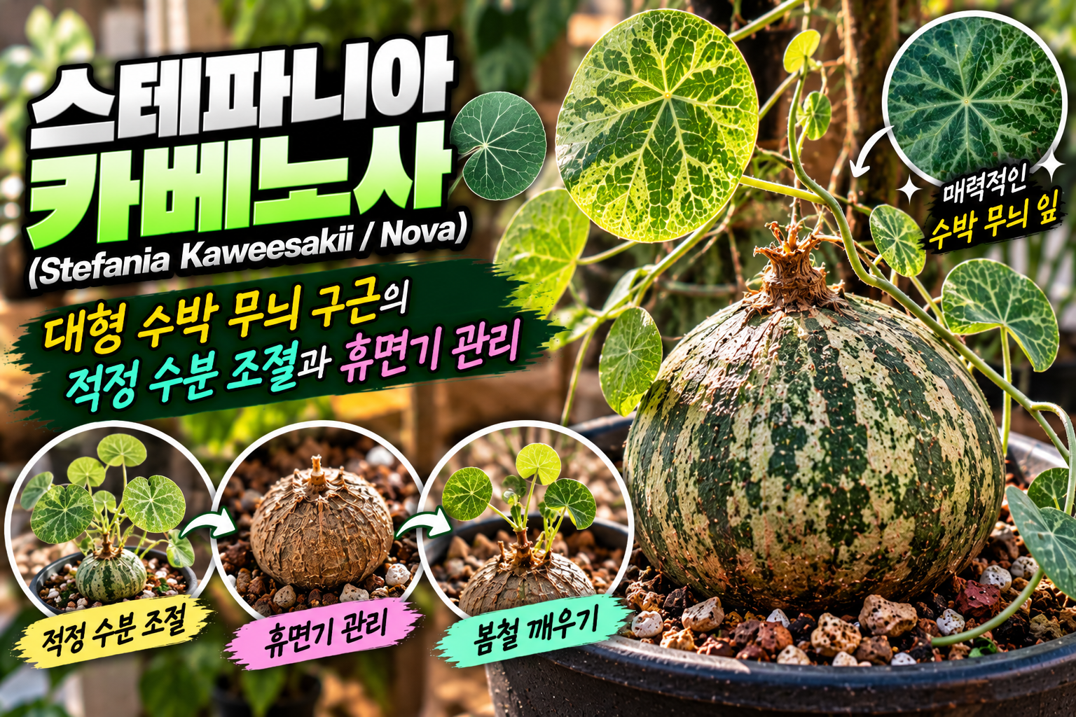 스테파니아 카베노사에 대한 썸네일