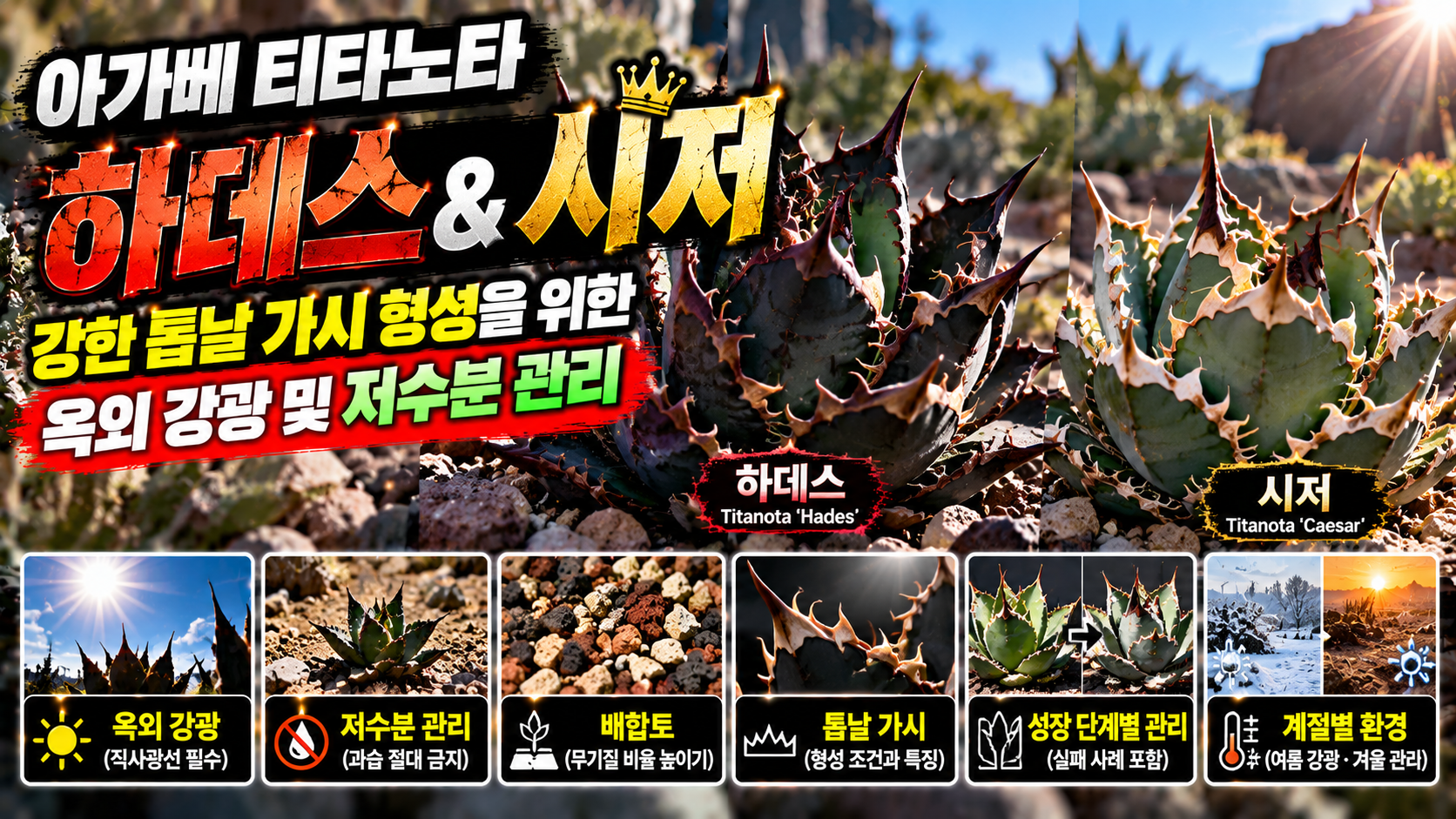 아가베 하데스와 시저 관리법에 대한 썸네일